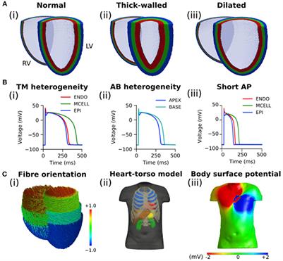 Effects of Heart Rate and Ventricular Wall Thickness on Non-invasive Mapping: An in silico Study